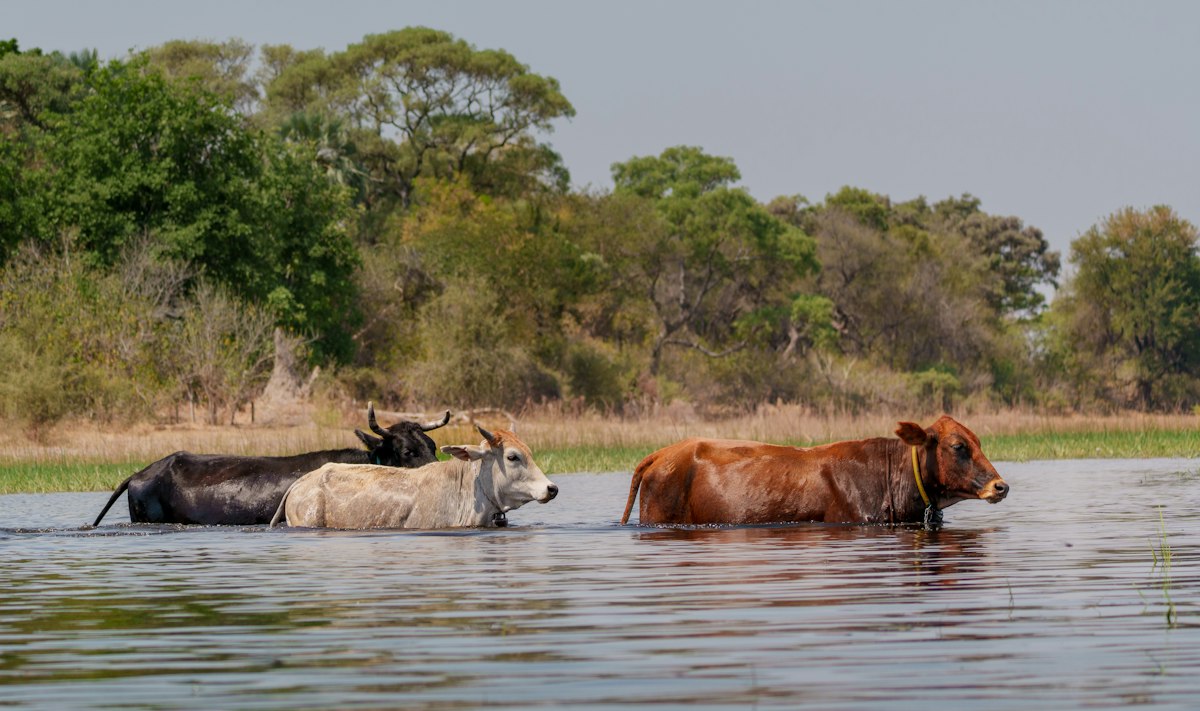 Lethoto – Gestoofd vlees met groenten